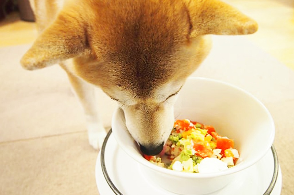 愛犬の食事管理